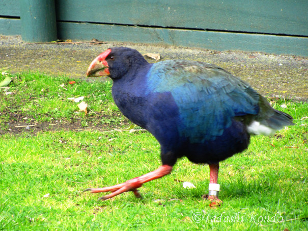 ティリティリマタンギ島のPūkekoさん