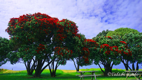 シェイクスピア リージョナル パークに咲き乱れるPohutukawa（ポフツカワ）の赤い花